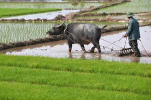 Mơ thấy trâu cày ruộng đánh đề con gì? Giải mã ý nghĩa chi tiết