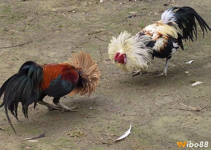 Luật chơi và quy tắc đá gà tại Thái Lan