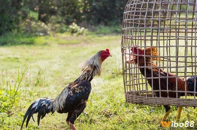 Các giống gà trong đá gà tại Thái Lan phổ biến