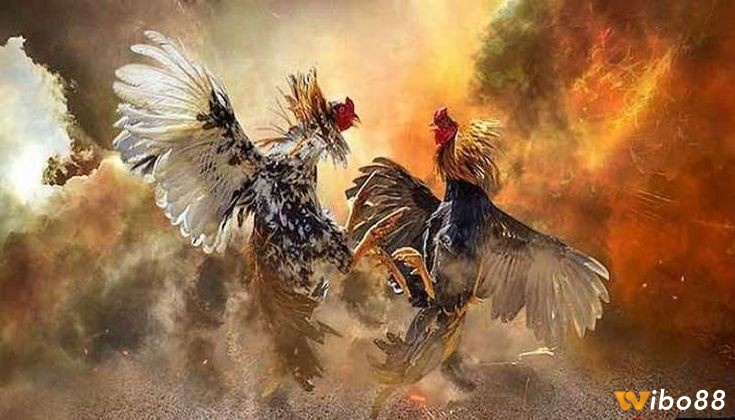 Luật chơi đá gà online như thế nào?