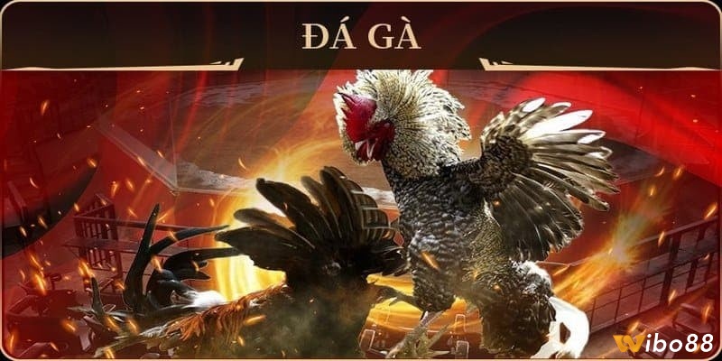 Những vấn đề liên quan đến cách chơi đá gà online