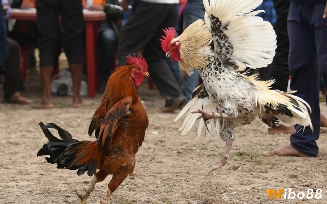 Hình thức chọi gà cựa sắt có các kèo cược đa dạng với tỷ lệ hấp dẫn