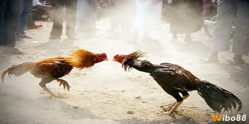 Những giống gà dùng trong đá gà campuchia cựa sắt