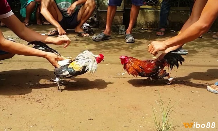 Quá trình phát triển của luật chọi gà
