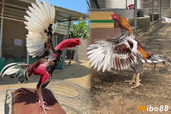 Những giống gà dùng trong luật chọi gà