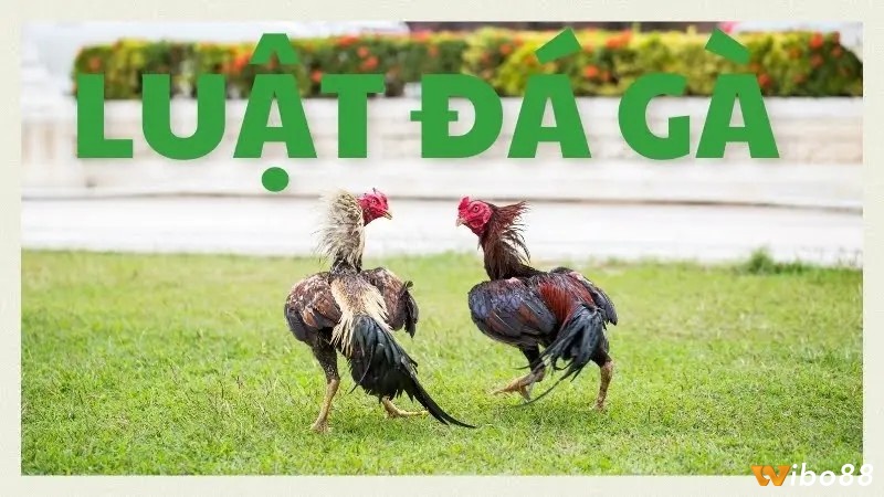 Những vấn đề liên quan đến luật chọi gà